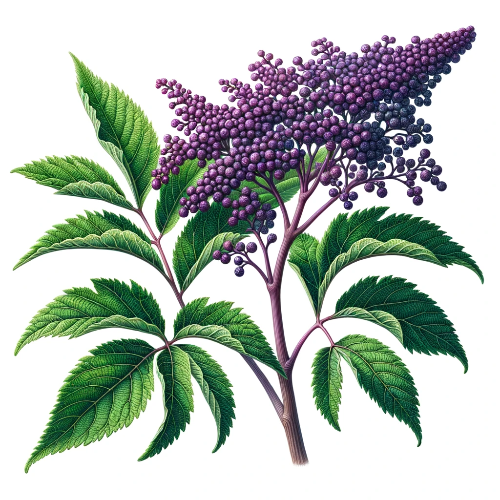 elderberry plant identification